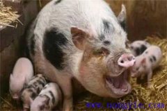 母豬咬仔豬是什么原因、怎么辦、如何預(yù)防