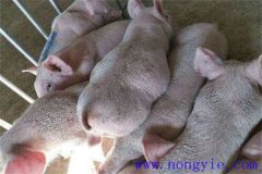 仔豬脹氣是怎么回事，怎樣治療如何預防？