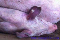 仔豬藍耳病有何癥狀，什么原因引起，如何防治