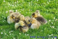 小鵝感冒的癥狀表現(xiàn)是什么，用什么藥治療？