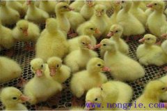 剛買回來的鵝苗如何飼養(yǎng)，如何預防疾病？