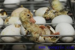 孵化鵝苗多少天出殼一天喂幾次水小鵝多久長(zhǎng)羽