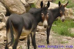 驢子一年繁殖幾次，一胎生多少個(gè)仔驢？