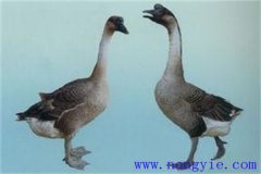 馬崗鵝能長(zhǎng)多大？馬崗鵝與獅頭鵝的區(qū)別有哪些