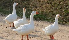 家鵝的祖先是什么，是天鵝還是大雁？