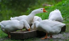 怎樣養(yǎng)鵝，規(guī)模養(yǎng)鵝需要什么樣的環(huán)境和場(chǎng)地