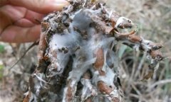 蒼術(shù)白絹病有何癥狀，怎樣防治蒼術(shù)白絹病？