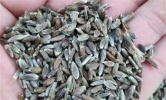 蒼術(shù)如何進行種子繁殖，應(yīng)該注意哪些問題？