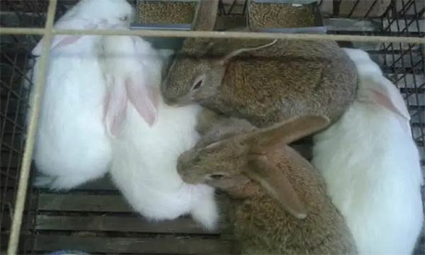 什么是公兔去勢(shì)