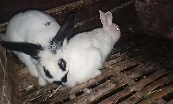 怎樣給公兔去勢(shì)