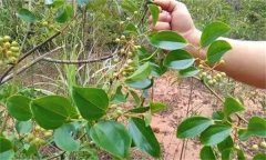 金剛藤有何藥用價(jià)值？臨床應(yīng)用如何？