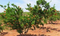 石榴樹對土壤條件的要求有哪些？