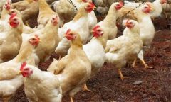 什么是育成雞？育成雞飼養(yǎng)管理的十大技術(shù)要點(diǎn)
