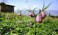 湖北貝母的主要病蟲害有哪些？如何防治？