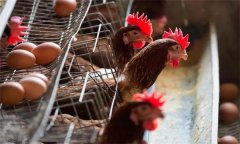 初產蛋雞拉稀是什么原因，如何防治？