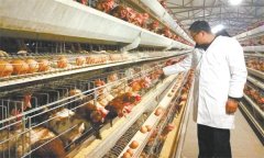 怎樣控制蛋重，控制蛋重的適宜時(shí)期是什么時(shí)候