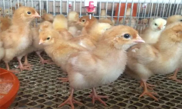 5～6周，濕度控制在50%左右