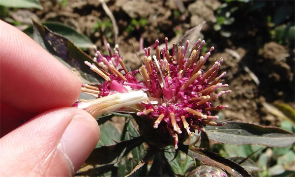 白術如何用種子繁殖