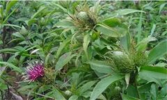 白術(shù)的主要蟲害有哪些，如何防治？