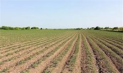 大豆窄行密植栽培技術(shù)簡(jiǎn)介