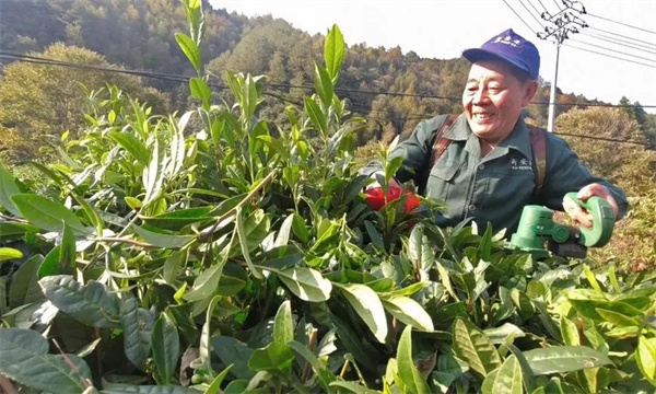 改造樹(shù)冠，更新復(fù)壯