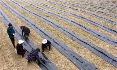 茶苗地膜覆蓋栽培有哪些好處，具體方法是什么