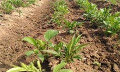 白術(shù)栽培如何選地，如何施肥、如何留種？