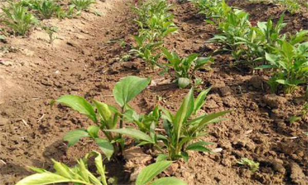 白術(shù)栽培如何選地