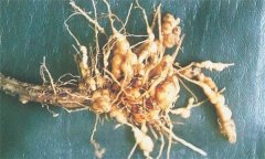 如何防治蒼術(shù)根結(jié)線蟲病，它有危害癥狀？