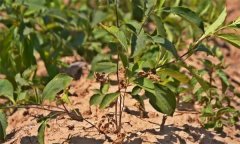 蒼術(shù)枯萎病有哪些癥狀，怎樣防治蒼術(shù)枯萎??？