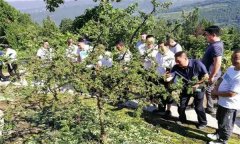 花椒肥料的選擇、施肥時間和施肥量如何掌握