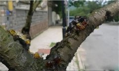 花椒樹(shù)流膠病用什么藥防治，如何預(yù)防？