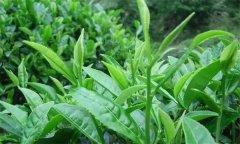 什么叫做采摘周期，什么時間采摘茶葉為宜？