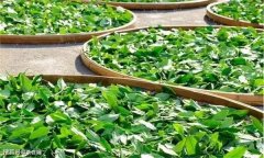 茶葉鮮葉要進(jìn)行攤放，鮮葉攤放具體方法是什么