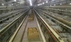 雞場光照制度的意義，青年雞如何控制光照？