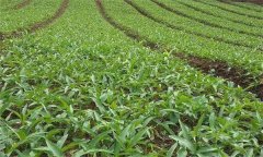 半夏的主要蟲害有哪些？如何防治？