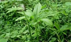 半夏的主要病害有哪些？應(yīng)如何防治？