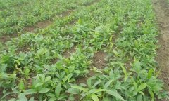 半夏的田間管理技術主要有哪些？