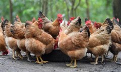 蛋雞的喂料問題，包括蛋雞喂料次數和時間等