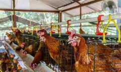 雞群安全度夏，應(yīng)采取哪些措施加強防暑