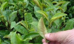 茶橙癭螨為害癥狀，如何防治茶橙癭螨為害？