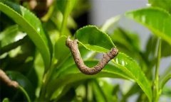 茶尺蠖防治方法，如何防治茶尺蠖為害？