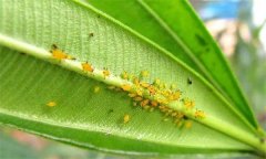 蚜蟲怎么消滅？怎樣防治蚜蟲