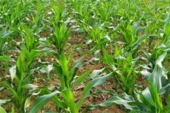 種植夏玉米要注意哪些環(huán)節(jié)?