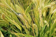 上海地區(qū)種植的大麥品種主要有哪些？