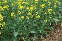 什么是“雙低”油菜，是指什么雙低？