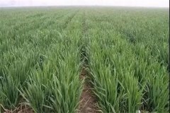 小麥旺長怎么控制，打什么藥最好？