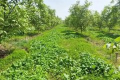 綠肥作物有哪些，春季種植什么綠肥品種較好？