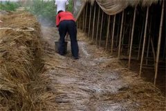 如何處理栽培草菇的稻草 如何提高草菇出菇率？