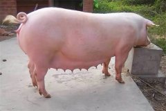 母豬不發(fā)情怎么辦，如何促使母豬發(fā)情？